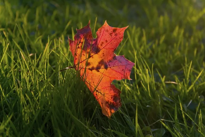 Gerahmter Druck : Roter Herbstblatt in der Gras. Gerahmter Druck : Roter Herbstblatt in der Gras.
