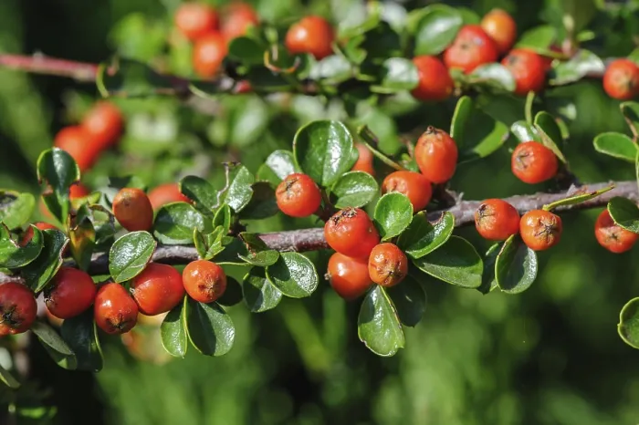 Gerahmter Druck : Rote Beeren der Cotoneasterstrauch. Gerahmter Druck : Rote Beeren der Cotoneasterstrauch.