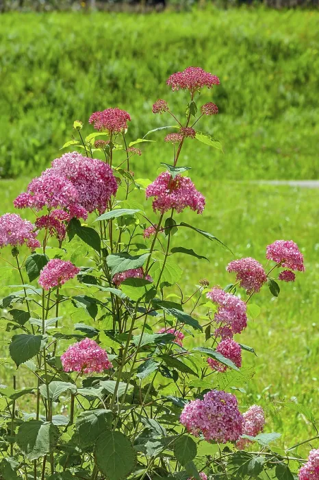 Gerahmter Druck : Roter Großblättriger Hydrangea (Hydrangea macrophylla) Gerahmter Druck : Roter Großblättriger Hydrangea (Hydrangea macrophylla)