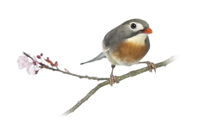 Gerahmter Druck : Rotbäuchige Leiothrix (Leiothrix lutea), auf einem Ast sitzend, isoliert auf weiß. Gerahmter Druck : Rotbäuchige Leiothrix (Leiothrix lutea), auf einem Ast sitzend, isoliert auf weiß.