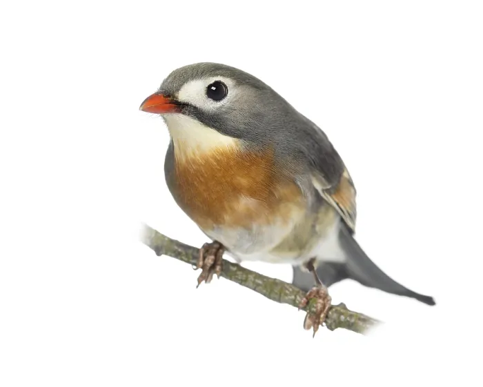 Gerahmter Druck : Rotgeschnäbelter Leiothrix (Leiothrix lutea), auf einem Ast sitzend, isoliert auf weiß. Gerahmter Druck : Rotgeschnäbelter Leiothrix (Leiothrix lutea), auf einem Ast sitzend, isoliert auf weiß.