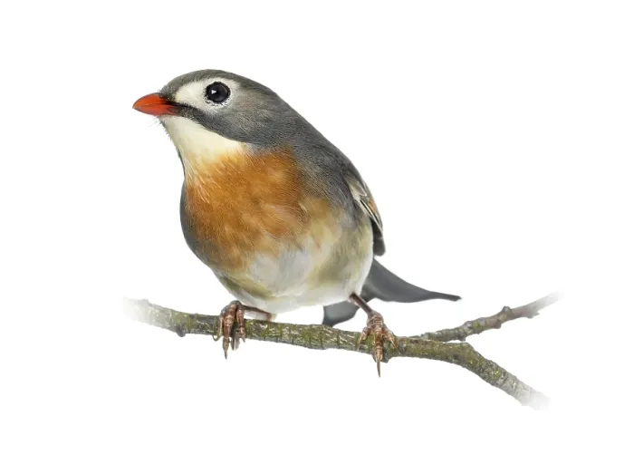 Gerahmter Druck : Rotgeschnäbelte Leiothrix (Leiothrix lutea), auf einem Ast sitzend, isoliert auf weiß. Gerahmter Druck : Rotgeschnäbelte Leiothrix (Leiothrix lutea), auf einem Ast sitzend, isoliert auf weiß.