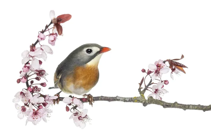 Gerahmter Druck : Leiothrix lutea auf einem Zweig, isoliert auf weißem Hintergrund. Gerahmter Druck : Leiothrix lutea auf einem Zweig, isoliert auf weißem Hintergrund.