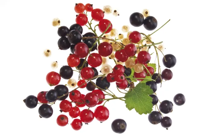 Gerahmter Druck : Rote, schwarze und weiße Stöcke (Ribes) Gerahmter Druck : Rote, schwarze und weiße Stöcke (Ribes)