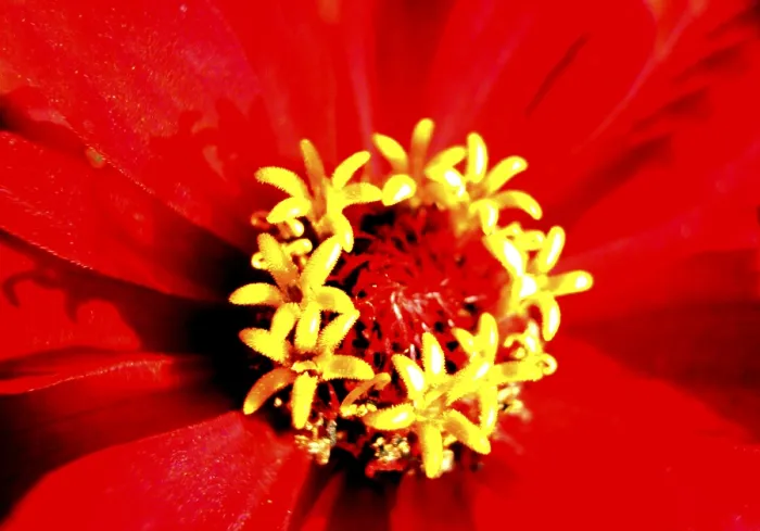 Gerahmter Druck : Roter Blütenstrauch Gerahmter Druck : Roter Blütenstrauch