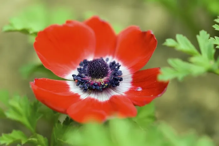 Gerahmter Druck : Roter Blütenstand einer Anemone