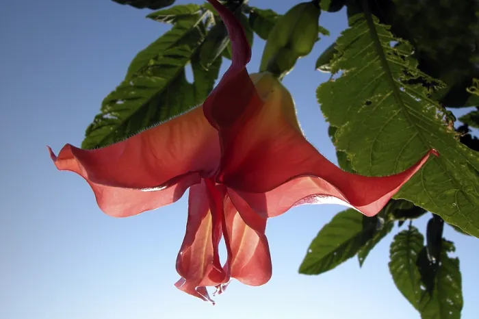 Gerahmter Druck : Rote Blüte Gerahmter Druck : Rote Blüte