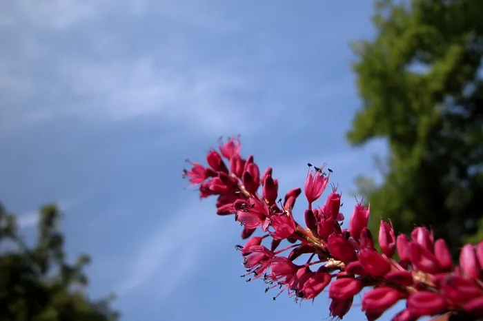 Gerahmter Druck : Roter Blütenstrauch Gerahmter Druck : Roter Blütenstrauch