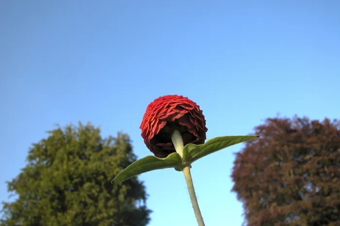 Gerahmter Druck : Rote Blüte Gerahmter Druck : Rote Blüte