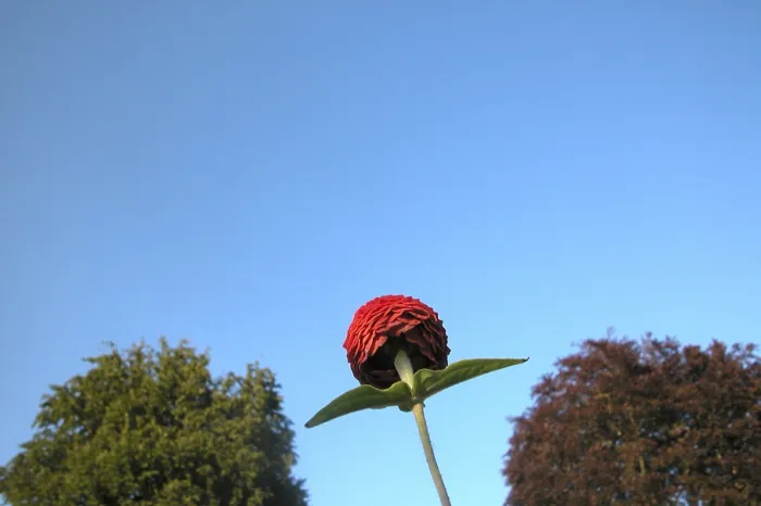 Gerahmter Druck : Rote Blüte