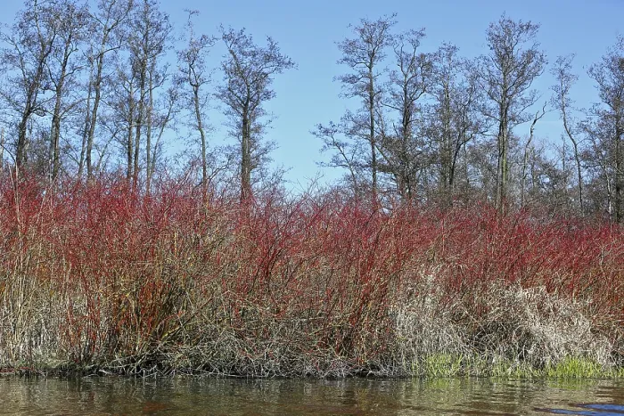 Gerahmter Druck : Rote Büsche vor nackten Bäumen.