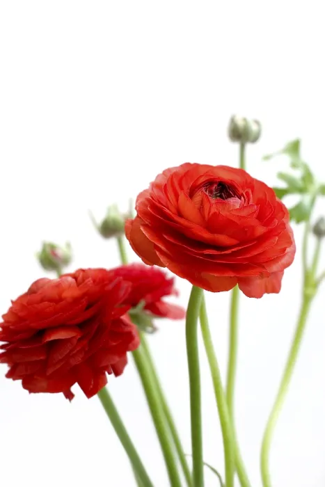 Gerahmter Druck : Roter Butterblume (Ranunculus) Gerahmter Druck : Roter Butterblume (Ranunculus)