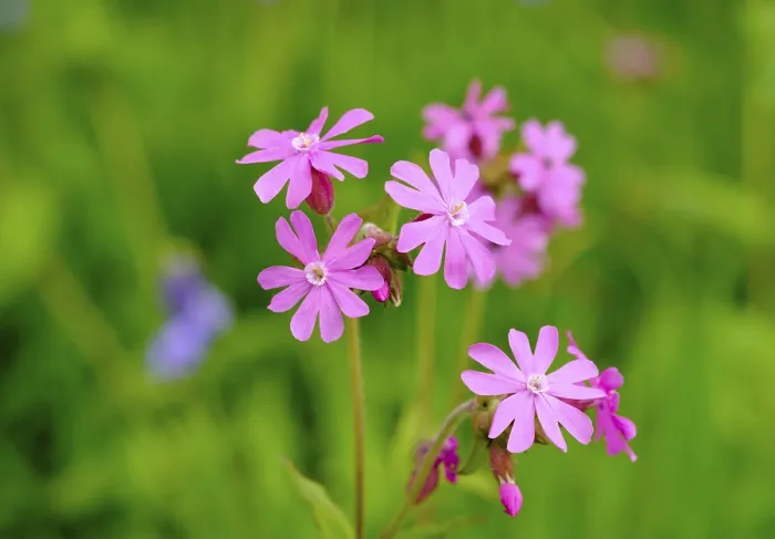 Gerahmter Druck : Roter Kammfarn (Silene dioica), Devon Gerahmter Druck : Roter Kammfarn (Silene dioica), Devon