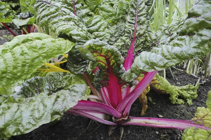 Gerahmter Druck : Rote Bete (Beta vulgaris subsp) Gerahmter Druck : Rote Bete (Beta vulgaris subsp)