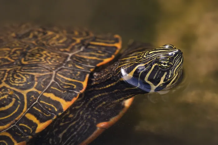 Gerahmter Druck : Rothrückentrappe (Trachemys scripta elegans) Gerahmter Druck : Rothrückentrappe (Trachemys scripta elegans)