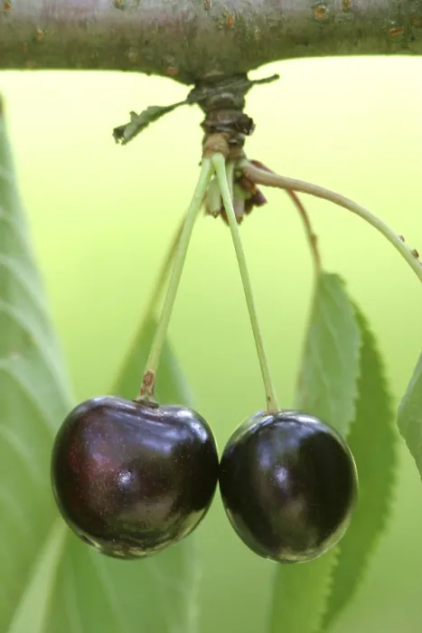 Gerahmter Druck : Rote Kirschen Gerahmter Druck : Rote Kirschen