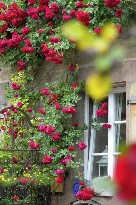 Gerahmter Druck : Rote Kletterrosen mit Fenster Gerahmter Druck : Rote Kletterrosen mit Fenster