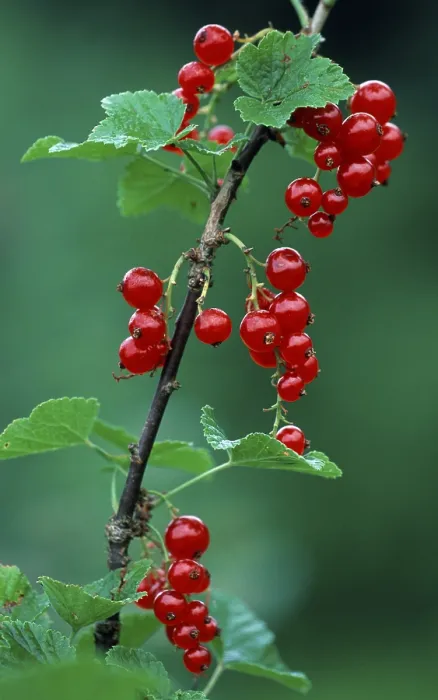 Gerahmter Druck : Rote Johannisbeeren / (Ribes rubrum) Gerahmter Druck : Rote Johannisbeeren / (Ribes rubrum)