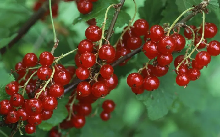 Gerahmter Druck : Rote Johannisbeeren / (Ribes rubrum) Gerahmter Druck : Rote Johannisbeeren / (Ribes rubrum)