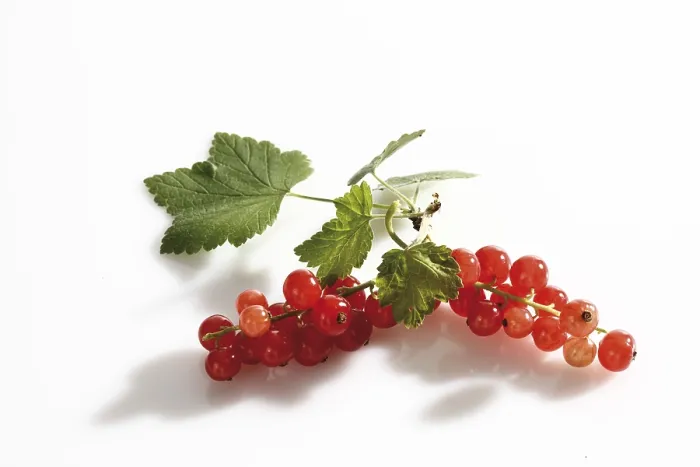 Gerahmter Druck : Rote Johannisbeere-Schößlinge Gerahmter Druck : Rote Johannisbeere-Schößlinge