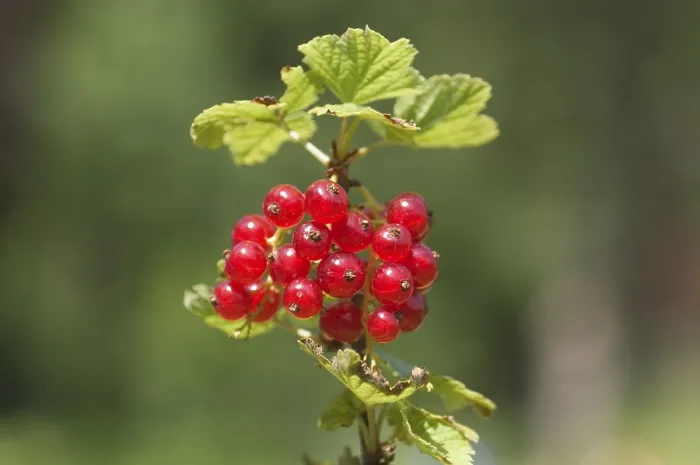 Gerahmter Druck : Rotdorn (Ribes rubrum) Gerahmter Druck : Rotdorn (Ribes rubrum)