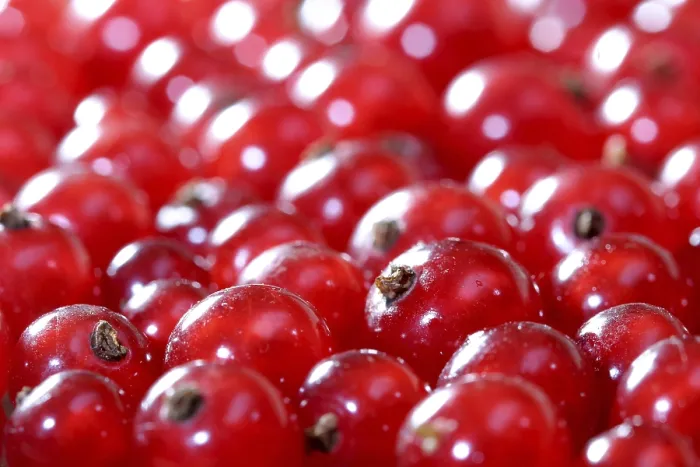 Gerahmter Druck : Rote Johannisbeeren Gerahmter Druck : Rote Johannisbeeren