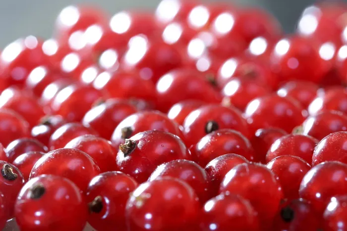 Gerahmter Druck : Rote Johannisbeeren Gerahmter Druck : Rote Johannisbeeren