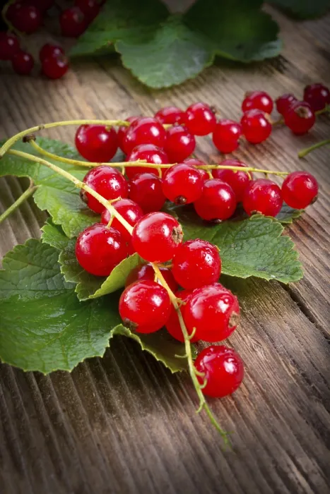 Gerahmter Druck : Rote Johannisbeeren Gerahmter Druck : Rote Johannisbeeren