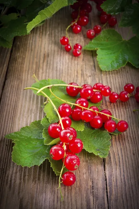Gerahmter Druck : Rote Johannisbeeren Gerahmter Druck : Rote Johannisbeeren