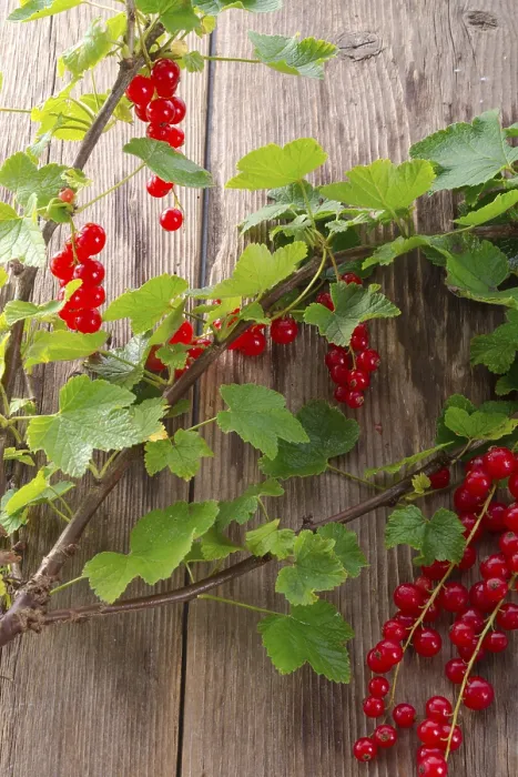 Gerahmter Druck : Rote Johannisbeeren Gerahmter Druck : Rote Johannisbeeren