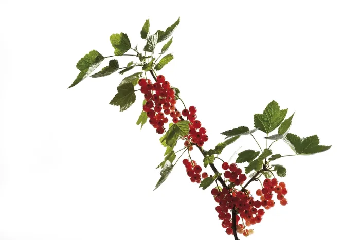 Gerahmter Druck : Rote Johannisbeeren an einem Zweig. Gerahmter Druck : Rote Johannisbeeren an einem Zweig.