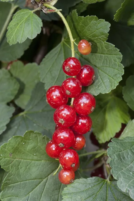 Gerahmter Druck : Rote Johannisbeeren (Ribes rubrum) Gerahmter Druck : Rote Johannisbeeren (Ribes rubrum)