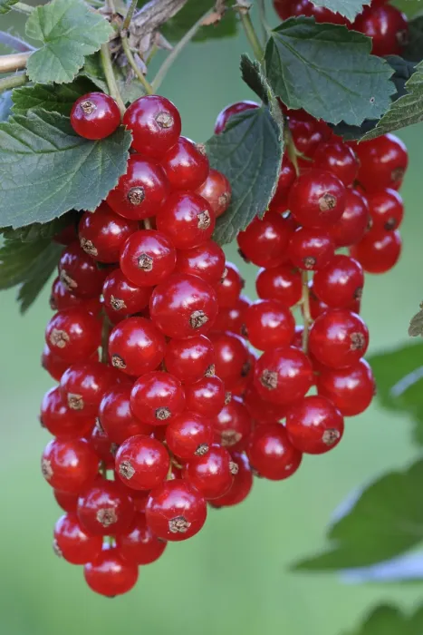 Gerahmter Druck : Rote Johannisbeeren (Ribes rubrum) Gerahmter Druck : Rote Johannisbeeren (Ribes rubrum)