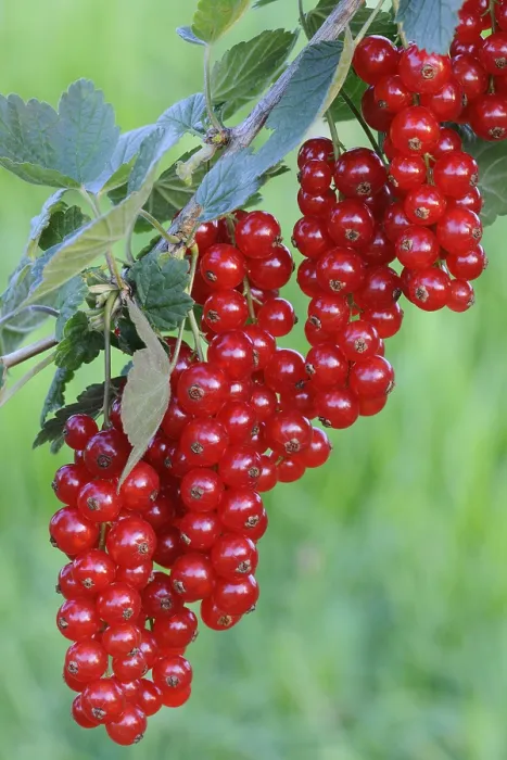Gerahmter Druck : Rote Johannisbeeren (Ribes rubrum) Gerahmter Druck : Rote Johannisbeeren (Ribes rubrum)