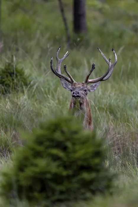 Gerahmter Druck : Der Rothirsch (Cervus elaphus) Gerahmter Druck : Der Rothirsch (Cervus elaphus)
