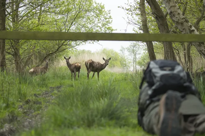 Gerahmter Druck : Rotwild (Cervus elaphus) Gerahmter Druck : Rotwild (Cervus elaphus)