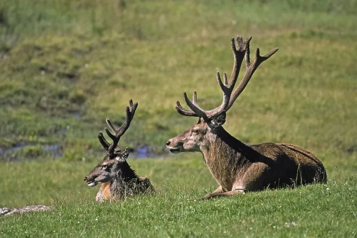 Gerahmter Druck : Rotwild, Cervus elaphus Gerahmter Druck : Rotwild, Cervus elaphus