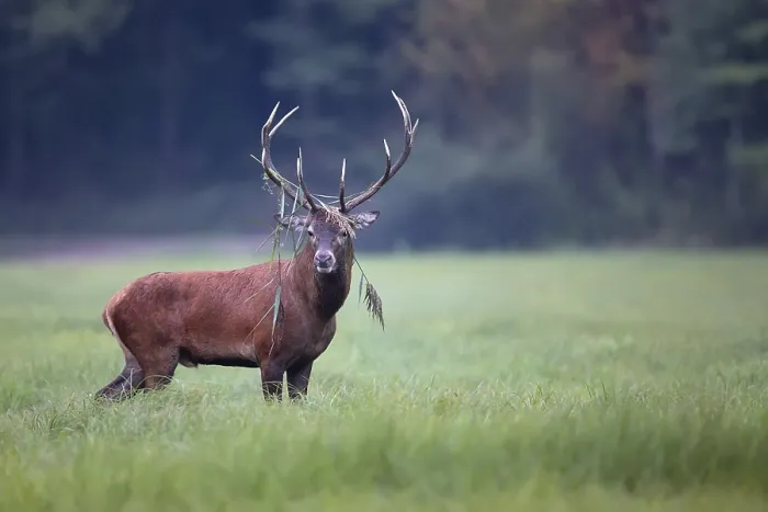 Gerahmter Druck : Hirsch in einem Lichtungen im Wild. Gerahmter Druck : Hirsch in einem Lichtungen im Wild.