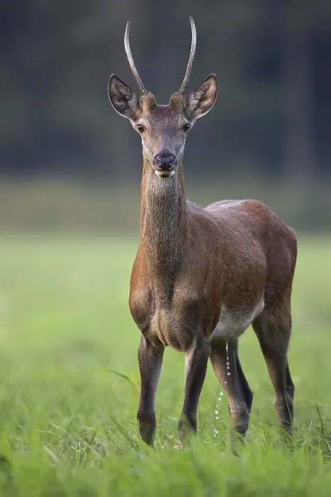 Gerahmter Druck : Hirsch in einem Lichtungen im Wild. Gerahmter Druck : Hirsch in einem Lichtungen im Wild.