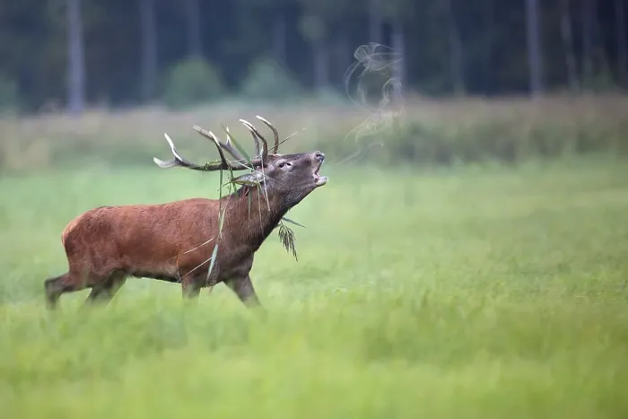 Gerahmter Druck : Rotwild in einer Lichtung im Wild. Gerahmter Druck : Rotwild in einer Lichtung im Wild.