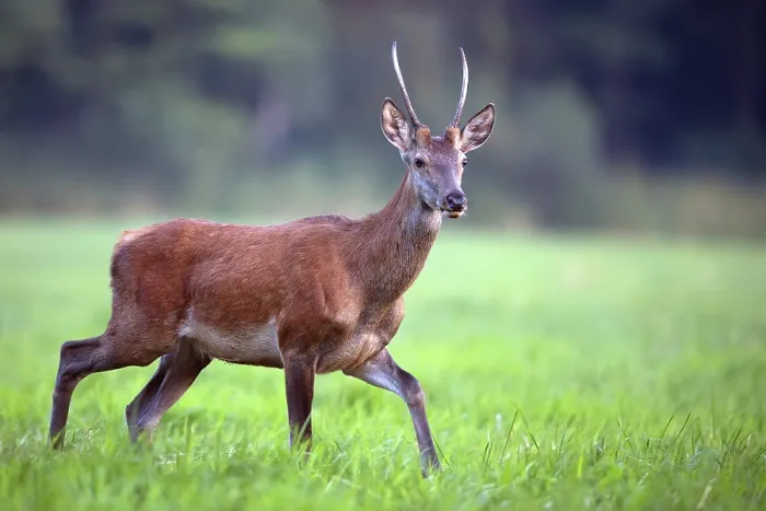 Gerahmter Druck : Rotwild rennt im Wald in der Wildnis.