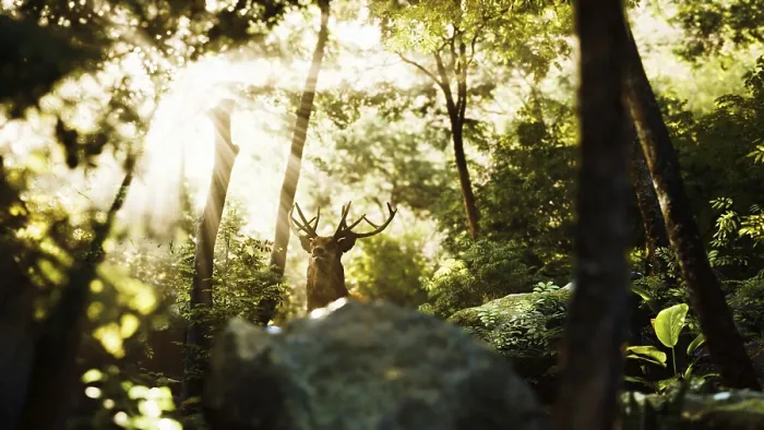 Gerahmter Druck : Hirsch in einem Wald. Gerahmter Druck : Hirsch in einem Wald.