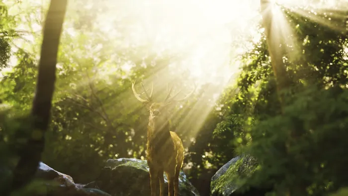 Gerahmter Druck : Hirsch in einem Wald Gerahmter Druck : Hirsch in einem Wald