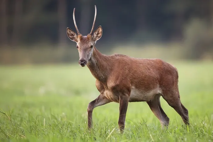 Gerahmter Druck : Rotwild in freier Wildbahn in einem Lichtungen Gerahmter Druck : Rotwild in freier Wildbahn in einem Lichtungen
