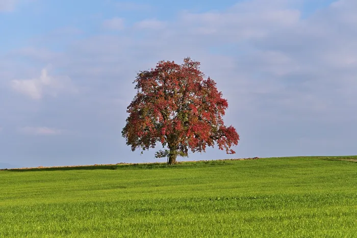 Gerahmter Druck : Roter verfärbter Birnbaum (Pyrus) Gerahmter Druck : Roter verfärbter Birnbaum (Pyrus)