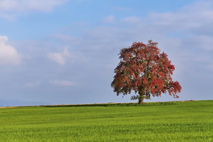 Gerahmter Druck : Roter verfärbter Birnbaum (Pyrus) Gerahmter Druck : Roter verfärbter Birnbaum (Pyrus)