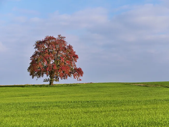 Gerahmter Druck : Roter verfärbter Birnbaum (Pyrus) Gerahmter Druck : Roter verfärbter Birnbaum (Pyrus)