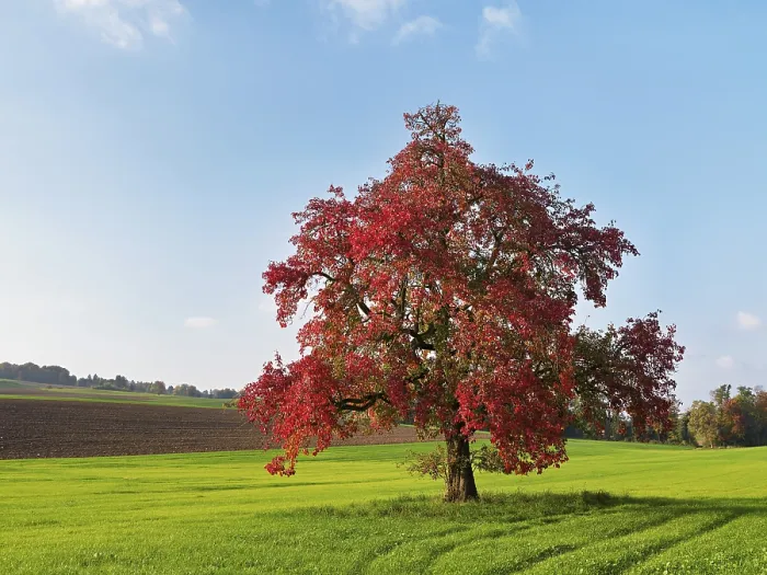 Gerahmter Druck : Roter verfärbter Birnbaum (Pyrus) Gerahmter Druck : Roter verfärbter Birnbaum (Pyrus)