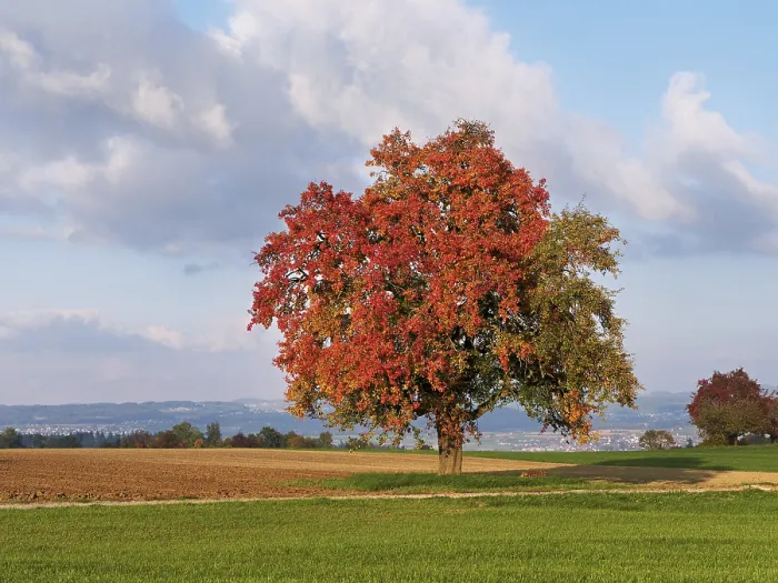 Gerahmter Druck : Roter verfärbter Birnbaum (Pyrus) Gerahmter Druck : Roter verfärbter Birnbaum (Pyrus)