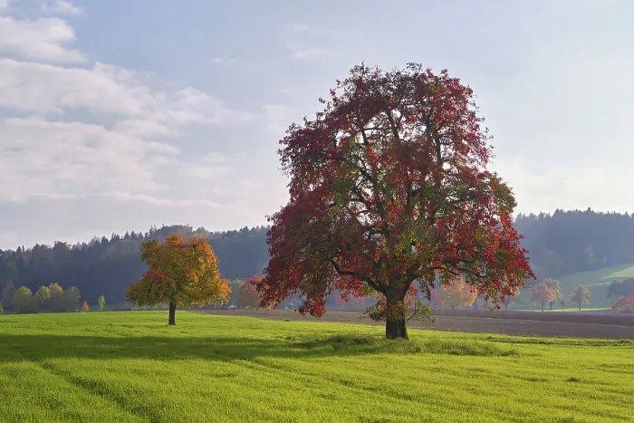 Gerahmter Druck : Roter verfärbter Birnbaum (Pyrus) Gerahmter Druck : Roter verfärbter Birnbaum (Pyrus)